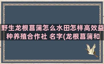 野生龙根菖蒲怎么水田怎样高效益种养殖合作社 名字(龙根菖蒲和野生菖蒲一样吗)